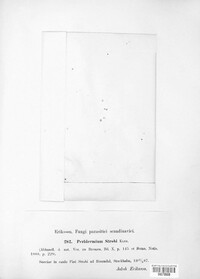 Cronartium ribicola image